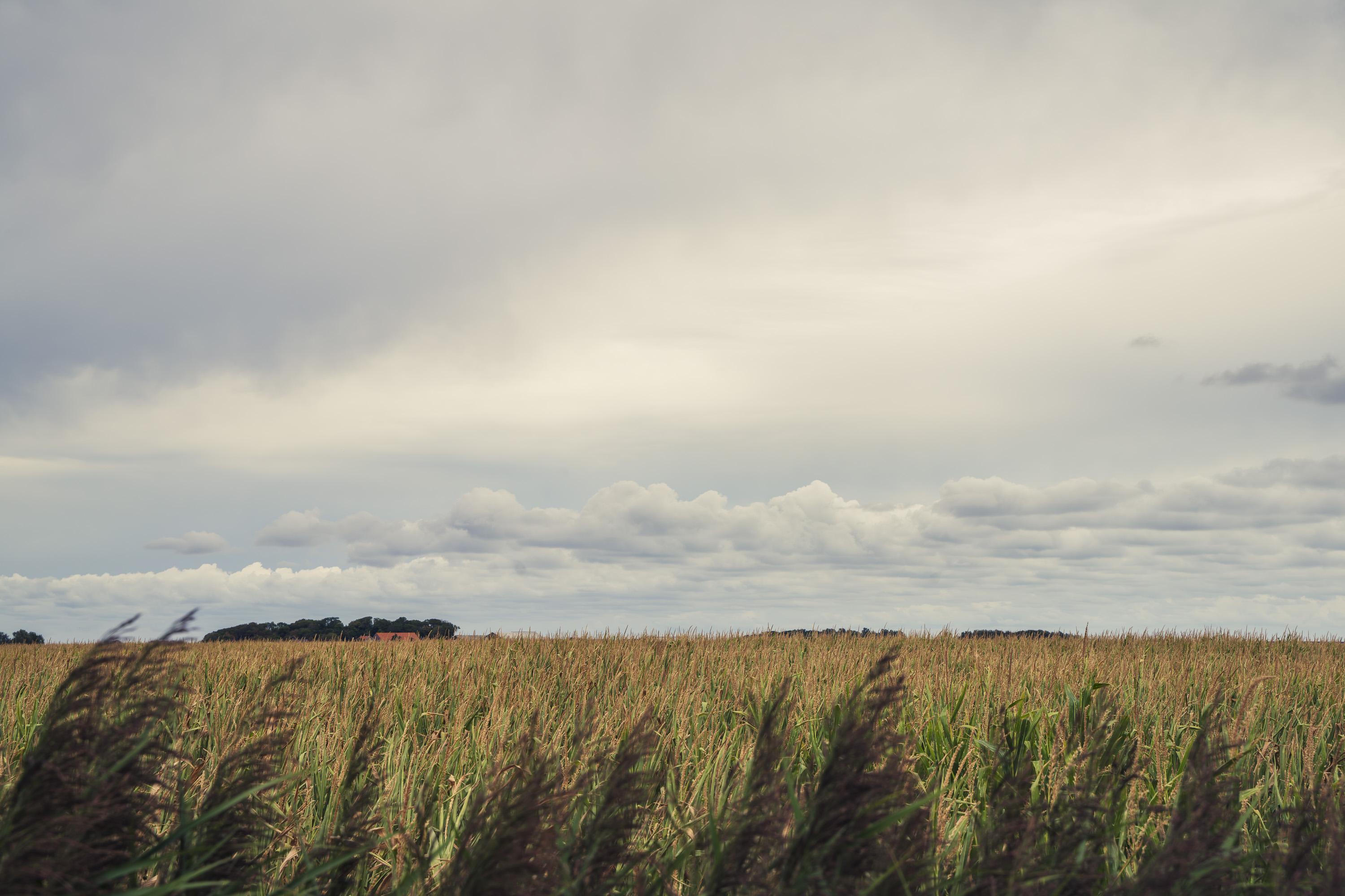 A wide shot of a field under a cloudy sky.

In the immediate foreground at the bottom left, several tall, dark plumes of feathery reed tops lean slightly toward the right. Behind them, a vast, dense crop field stretches across the frame horizontally. The crop consists of tall green stalks topped with golden-tan tassels.

In the distance, along the horizon line, a low cluster of green trees and the red-tiled roof of a small building are visible on the left side. The sky takes up the upper two-thirds of the image. Just above the horizon lies a horizontal band of white, fluffy cumulus clouds. Above this row, the sky is covered in a uniform layer of pale gray and overcast clouds.